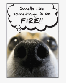 I Smell Something Burningâ€¦   Class - Smell Like Birthday Dog, HD Png Download, Transparent PNG