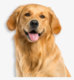 Service Dogs Tv-pg - Golden Retriever Face Png, Transparent Png, Transparent PNG