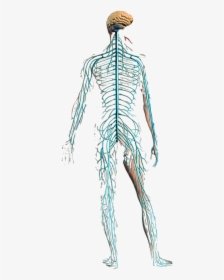 Physio Training With Gravity, HD Png Download, Transparent PNG