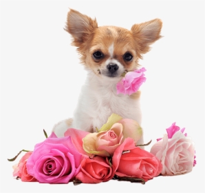 Chihuahua Backgrounds, HD Png Download, Transparent PNG