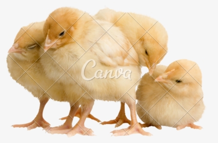 Chicken, HD Png Download, Transparent PNG