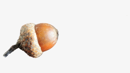 Oak Nut Png Transparent Image - Gourd, Png Download, Transparent PNG