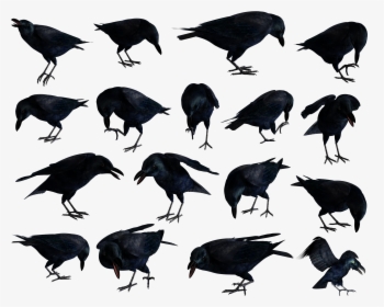 Raven Png - Common Raven, Transparent Png, Transparent PNG