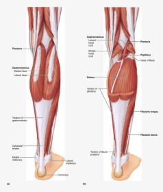 Anatomical Muscle Stretching Png - Label The Muscles Of The Posterior Right Leg, Transparent Png, Transparent PNG