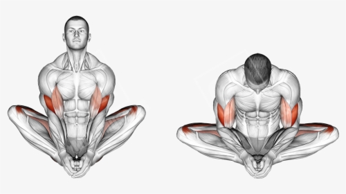 Butterfly Stretch Muscles Worked, HD Png Download, Transparent PNG