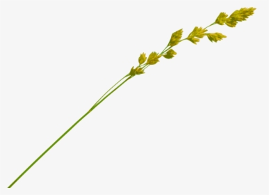 Grass Straw Png - Hay Straw Png, Transparent Png, Transparent PNG