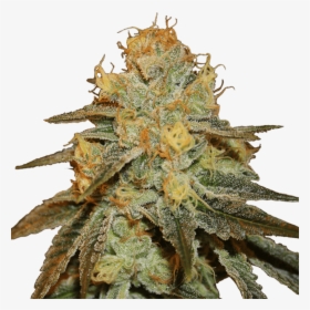 Bruce Banner Marijuana Plant, HD Png Download, Transparent PNG