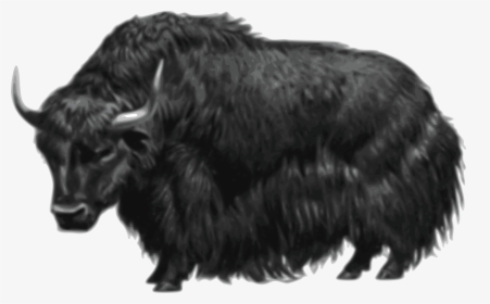 28 Collection Of Yak Clipart Png - Yak Png, Transparent Png, Transparent PNG