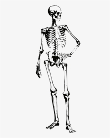 Skeleton Bones Halloween Free Photo - Skeleton, HD Png Download, Transparent PNG