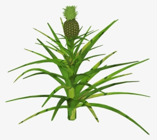 Pineapple, HD Png Download, Transparent PNG