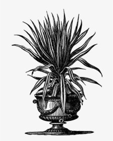 Victorian Clipart Plants, HD Png Download, Transparent PNG