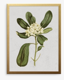 Glossy Leaved Pittosporum Art Print - Decal, HD Png Download, Transparent PNG