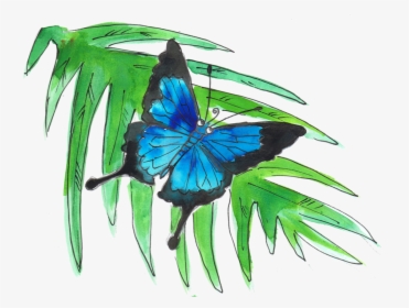 Ulysses Butterfly - Swallowtail Butterfly, HD Png Download, Transparent PNG