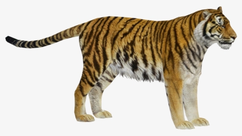 Sibtigermale-1 - Zoo Tycoon 2 Siberian Tiger, HD Png Download, Transparent PNG