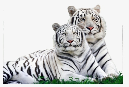 White Tiger Safari Logo , Png Download - White Tiger, Transparent Png, Transparent PNG