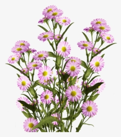 Beautiful Pink Aster Flowers - Alpine Aster, HD Png Download, Transparent PNG