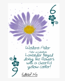 Daisy, HD Png Download, Transparent PNG