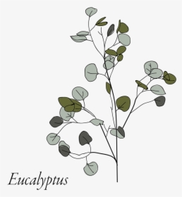 Eucalyptus-05, HD Png Download, Transparent PNG