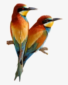 Bee Eater Bird Png Clipart , Png Download - Beautiful Birds Of The World, Transparent Png, Transparent PNG