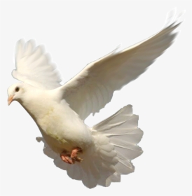 Flying Dove, HD Png Download, Transparent PNG
