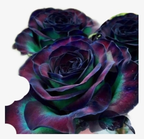 #goth #flower #rose #colourful #freetoedit - Rare Rose Beautiful Flowers, HD Png Download, Transparent PNG