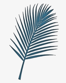 ##fern #plant #leaf #blue Remixed From @jumminbs #freetoedit - Palm Trees, HD Png Download, Transparent PNG