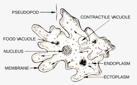 Amoeba Under Microscope 400x Labeled, HD Png Download, Transparent PNG