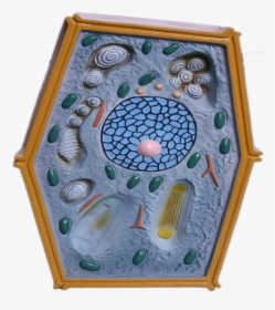 Plant Cell Model For Biology, Plant Cell Model For, HD Png Download, Transparent PNG