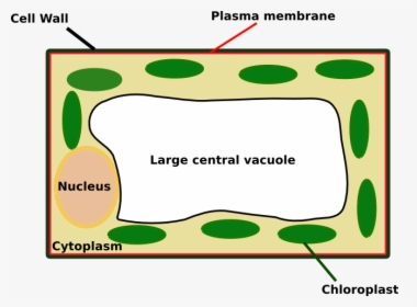 Plant Cell Looks Like , Png Download - Does A Plant Cell Look Like Under, Transparent Png, Transparent PNG