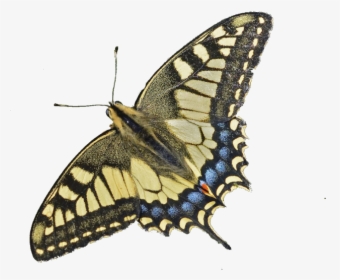 Image - Swallowtail Butterfly, HD Png Download, Transparent PNG