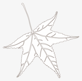 Sweetgum Leaf - Maple Leaf, HD Png Download, Transparent PNG