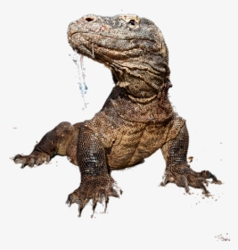 #lizards - Komodo Dragon, HD Png Download, Transparent PNG