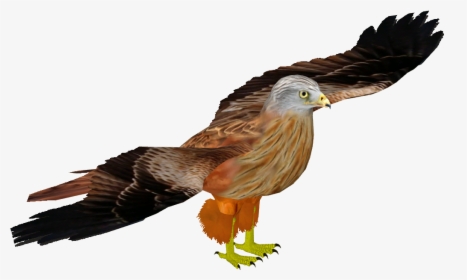 Red Kite - Red-tailed Hawk, HD Png Download, Transparent PNG