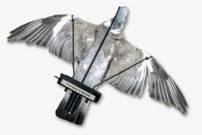 Image Of A Dead Pigeon Mounted Onto The Pigeon Turbo - Due Flapper, HD Png Download, Transparent PNG