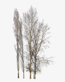 Snow Tree Cut Out Png, Transparent Png, Transparent PNG