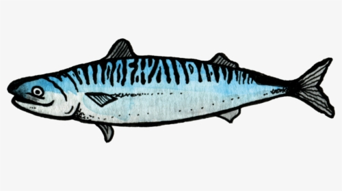 Salmon - Mackerel, HD Png Download, Transparent PNG
