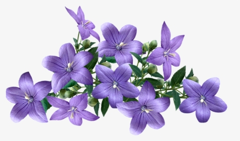 Balloon Flower, HD Png Download, Transparent PNG