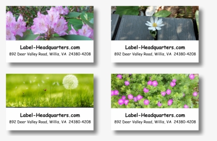 Blooming Flowers Address Labels On Sheets - African Daisy, HD Png Download, Transparent PNG