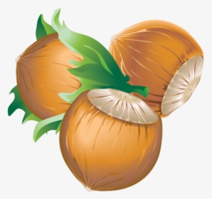 Hazelnut - Vector Files Chestnuts, HD Png Download, Transparent PNG