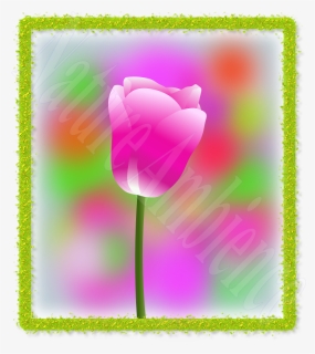 Tulip, HD Png Download, Transparent PNG
