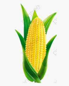 Transparent Maize Clipart - Cartoon Corn Png, Png Download, Transparent PNG
