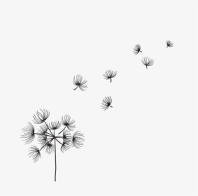 Dandelion, HD Png Download, Transparent PNG