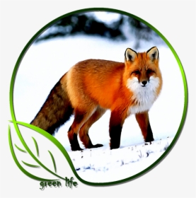 Really Pretty Fox, HD Png Download, Transparent PNG