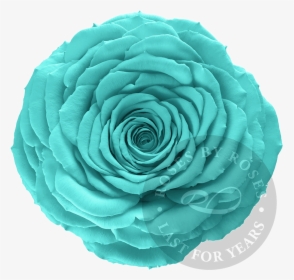 Preserved Turquoise Rose, Premium Long-lasting Xl Turquoise - Rose, HD Png Download, Transparent PNG