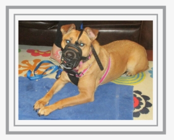 2018 Nov-1 Blog Muzzle - Boxer, HD Png Download, Transparent PNG