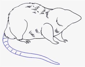 How To Draw Rat - Drawn Rat Drawing Png, Transparent Png, Transparent PNG