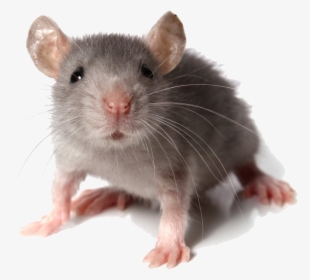 Rat Transparent Png - Mouse Animal, Png Download, Transparent PNG