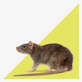 Control Of Rat Plagues - Rattus Norvegicus, HD Png Download, Transparent PNG