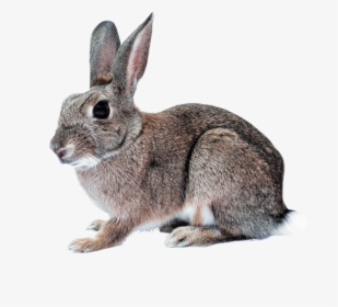 Hare Png Picture - Rabbit With Clear Background, Transparent Png, Transparent PNG