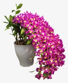 Orchid Flowers Garden, HD Png Download, Transparent PNG